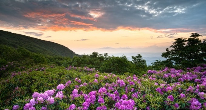 Landscape with purple flowers and mountains in the distance.